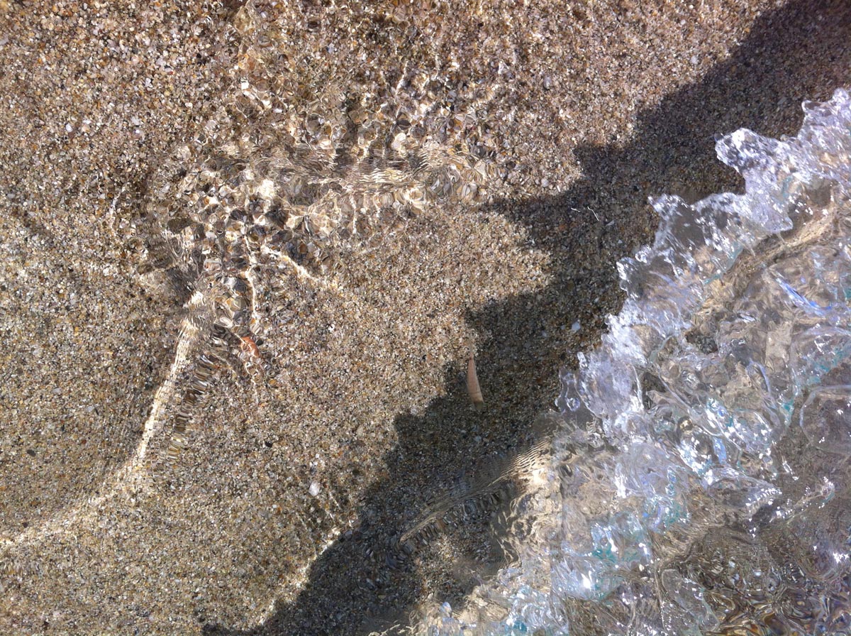 Mare Image 11